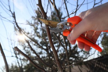 Meyve bahçesinde kesicilerle ağaç dallarını buduyor. İlkbahar budama elması yapan ellerin yakın çekimi.