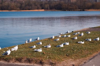 Göldeki martı. Martılar parktaki gölet suyunda..