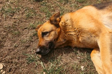 Köpeğin Burnu. Alman çoban köpeği burnu. Alman çoban köpeği burnu..