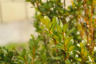 Baharda buxus microphylla. Bahçede yeşil bir çit var. Yakın plan. Doğa geçmişi. Boxwood Çalılığı