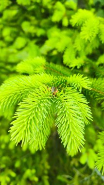 Genç, sulu, yeşil kozalaklı bir ağaçta filizleniyor. Taze yeşil filizleri olan fidan dalı