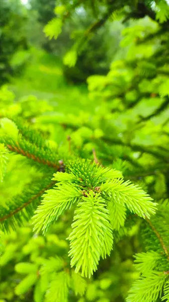 Genç, sulu, yeşil kozalaklı bir ağaçta filizleniyor. Taze yeşil filizleri olan fidan dalı