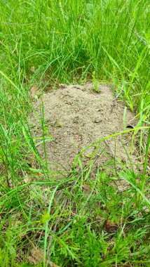 Bahçede Anthill. Karınca yuvasında ahşap karınca. Formika yakutu. Ormanın ortasında bir karınca yuvası..