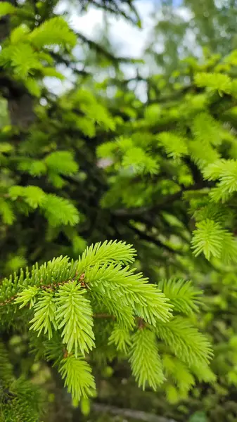 Genç, sulu, yeşil kozalaklı bir ağaçta filizleniyor. Taze yeşil filizleri olan fidan dalı