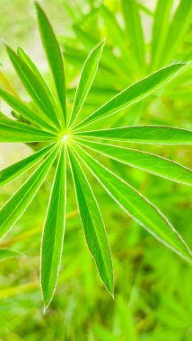 Lupinus polyphyllus 'un deri dokusu. Yeşil doğal arkaplan.