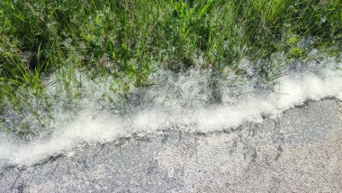 İlkbahar alerjisi olan kaldırıma pamuk tohumu (doğu kavak) tohumu yakın çekim. Polen tozu. Kavak tüyü çimenlerin üzerinde duruyor. Sezon alerjisi konsepti.