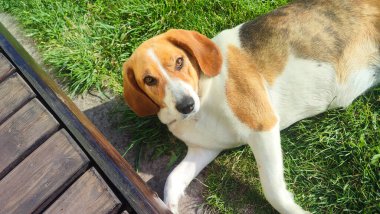Yeşil çimenlikteki şirin Beagle. Beagle onun tarafında yatıyor. Çimenlikteki av köpeği