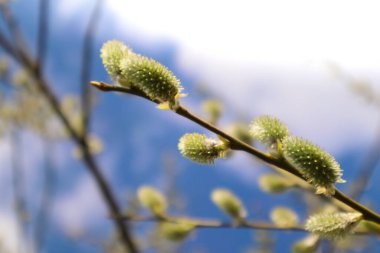 Pussy willow branches with catkins, soft fluffy spring buds in sunlight. Pussy willows buds on branches in spring