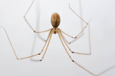 Uzun bacaklı baba örümceği, ya da Pholcus fhalangioides, beyaz arka plana karşı makro.