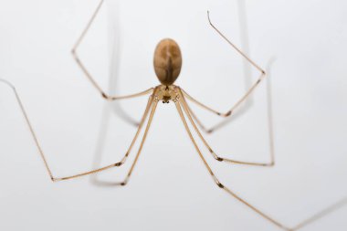 Daddy long-legs spider, or Pholcus phalangioides, macro against a white backgound clipart