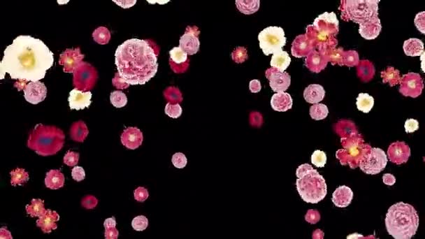 Eksplozja Różnych Kwiatów Przejrzystym Tle Latające Różnych Kierunkach Dzień Kobiet — Wideo stockowe