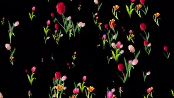 Вибух Тюльпанів Прозорому Тлі Літає Різних Напрямках Жіночий День — стокове відео