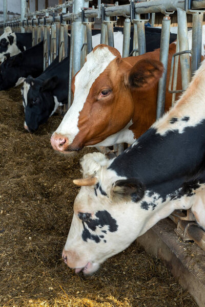 Коровы на ферме. Молочные коровы. Современная ферма, где молочные коровы едят сено.