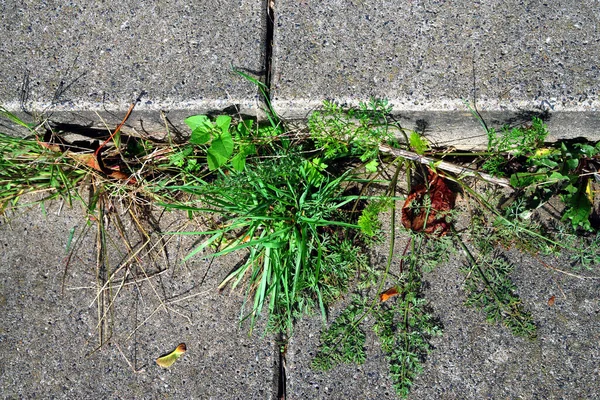 Weed control in the city. View from above of various weeds between the street and the sidewalk.
