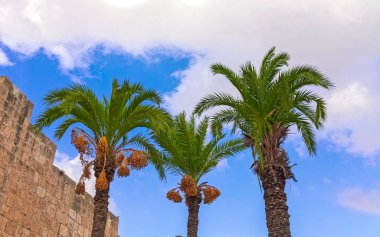 Hurma ağaçlarıyla dolu İrem şehrinde.