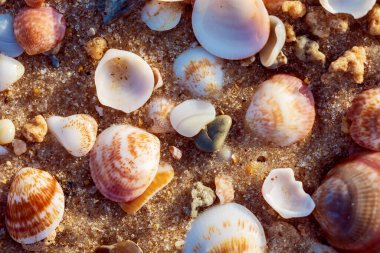 Deniz yumuşakçalarından oluşan deniz kabukları İsrail 'de bir Akdeniz plajında yukarıdan yakın çekim güneşli bir günde fotoğraflandı.