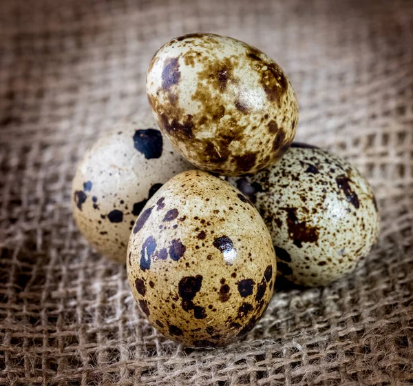 Quail Eggs Photographed Close Dark Key Side View — Stock Photo, Image