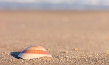İnanılmaz güzel horoz kabukları Akdeniz sahillerinde güneşli bir günde yandan fotoğraflandı.