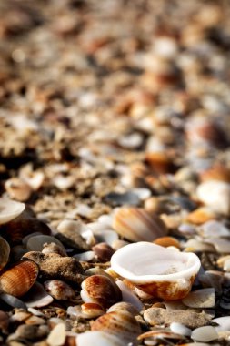 İnanılmaz güzel horoz kabukları Akdeniz sahillerinde güneşli bir günde yandan fotoğraflandı.