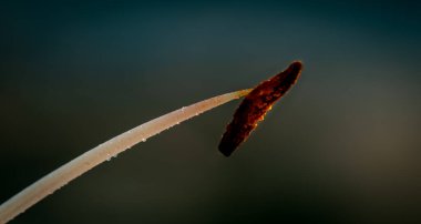 Lily Stamen 'in üzerine çiy damlası düşer. Yakın plan makro.