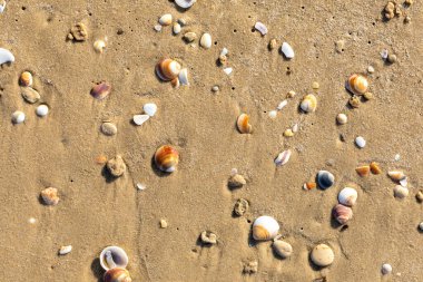 İnanılmaz güzel horoz kabukları Akdeniz sahillerinde güneşli bir günde yukarıdan çekilmiş.
