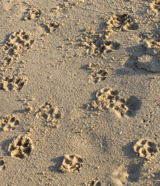 猫的脚印印在潮湿的海沙上 从上方的角度近距离观察 — 图库照片