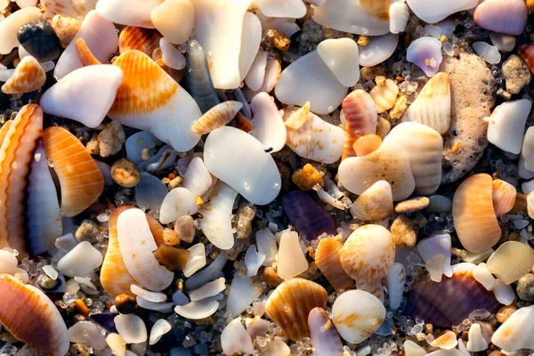 Incredibly Beautiful Cockerel Shells Photographed Clear Sunny Day Mediterranean Beach — Stock Photo, Image