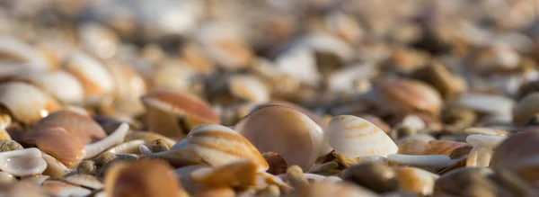 Incredibly Beautiful Cockerel Shells Photographed Side Clear Sunny Day Beach — Stock Photo, Image