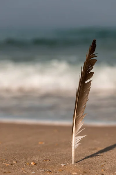 Bird Feather Sea Beach Background Sea Warm Sunny Day — Stock Photo, Image