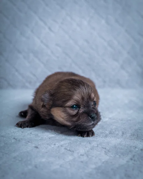 Χαριτωμένο Πολύ Μικρό Pomeranian Κουτάβι Μια Κουβέρτα Φωτογραφήθηκε Κοντινή Απόσταση — Φωτογραφία Αρχείου