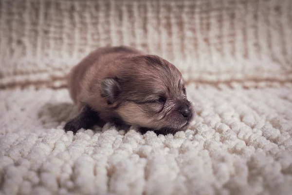 至近距離から撮影された毛布の上にかわいいポメラニアの子犬 — ストック写真