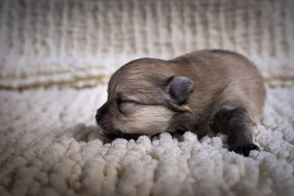 Bonito Filhote Cachorro Pomerano Muito Pequeno Cobertor Fotografado Curta Distância — Fotografia de Stock