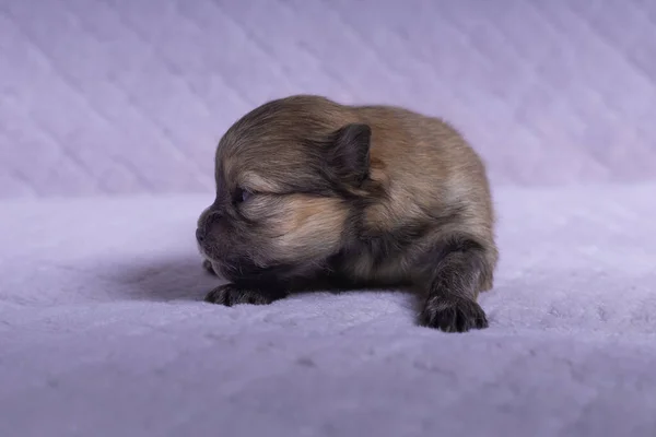 Cute Very Small Pomeranian Puppy Blanket Photographed Close Range — Stock Photo, Image