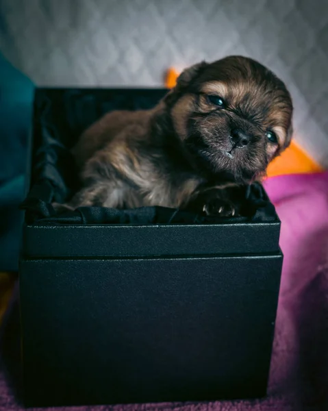 Small Very Cute Pomeranian Puppy Box Close — Stock Photo, Image