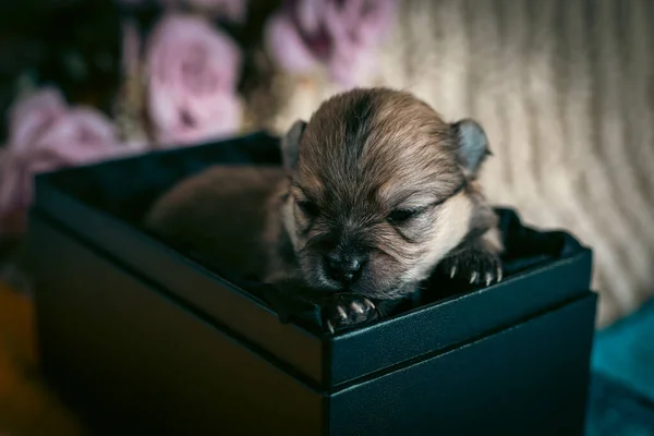 Ένα Μικρό Πολύ Χαριτωμένο Κουτάβι Pomeranian Ένα Κοντινό Κουτί — Φωτογραφία Αρχείου