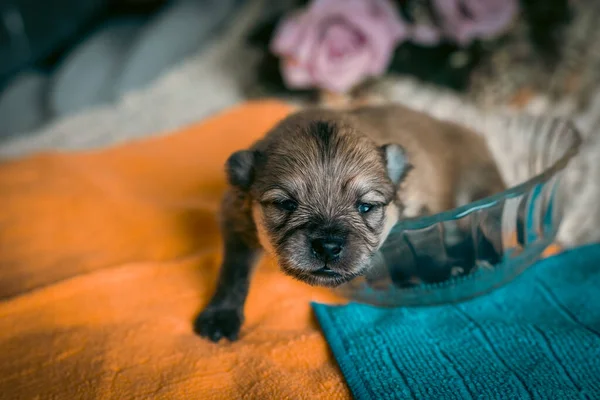 ガラス製のボウルに小さなポメラニアンの子犬が閉じ込められ — ストック写真