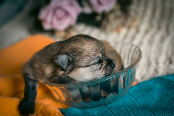 Malé Velmi Malé Pomeranian Štěně Skleněné Misce Close — Stock fotografie