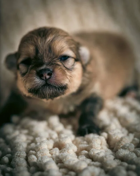 一只非常可爱的棕色波美拉尼亚小狗躺在柔软的米黄色毛毯上 从近处拍照 — 图库照片
