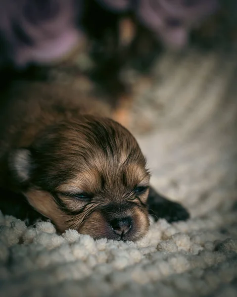 柔らかいベージュの毛布の上に小さなかわいい茶色のポメラニアの子犬が遠くから撮影されました — ストック写真