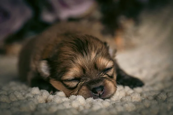 Pequeno Filhote Cachorro Pomeranian Marrom Muito Bonito Cobertor Bege Macio — Fotografia de Stock