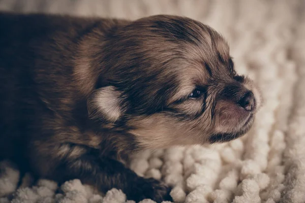 柔らかいベージュの毛布の上に小さなかわいい茶色のポメラニアの子犬が遠くから撮影されました — ストック写真