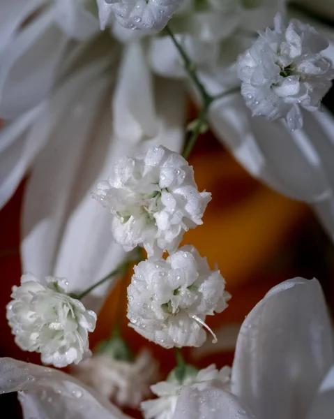 หลาบส ขาวท สวยงาม ดอกไม ใกล ดในช ปแมกโครของดอกไม — ภาพถ่ายสต็อก