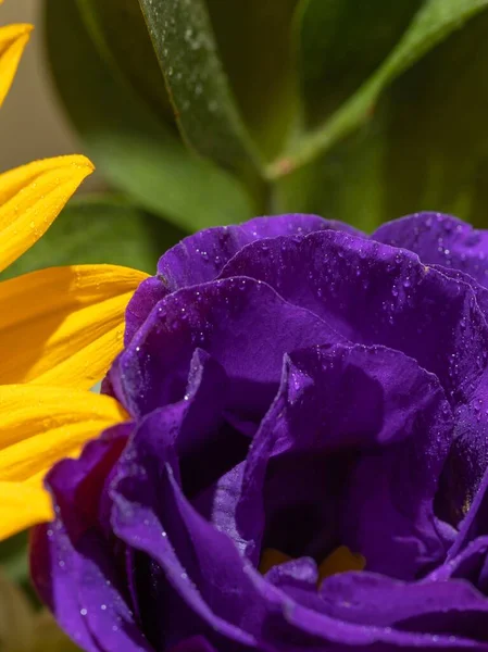 Niesamowicie Piękny Fioletowy Kwiat Eustoma Sfotografowany Zbliżeniu Makro Fotografia — Zdjęcie stockowe