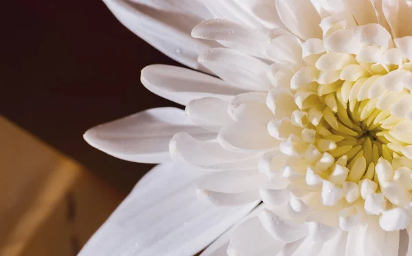 Sehr Schöne Weiße Chrysanthemenblüte Aus Nächster Nähe Makroaufnahme Der Blüte — Stockfoto