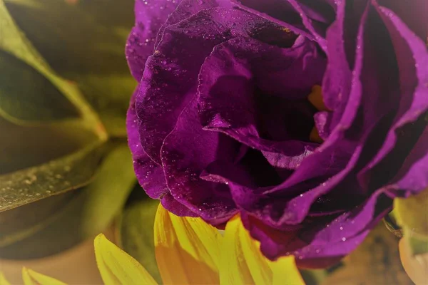 Niesamowicie Piękny Fioletowy Kwiat Eustoma Sfotografowany Zbliżeniu Makro Fotografia — Zdjęcie stockowe
