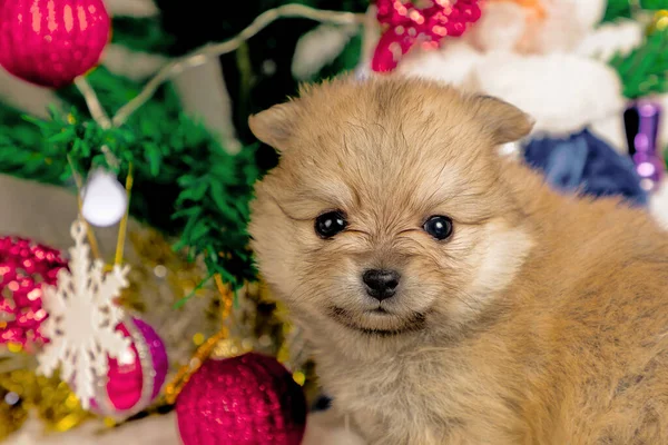 Noel çevresindeki şirin Pomeranian yavruları. Noel ağacının yakınındaki pomeranyalılar. Yakın plan fotoğraf. bir kartpostal ya da arkaplan olarak kullanılabilir