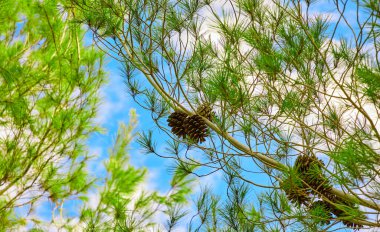Açık mavi gökyüzüne karşı kozalaklı kozalaklı kozalaklı bir ağacın genç dalları. İsrail 'de yazın ormanda.