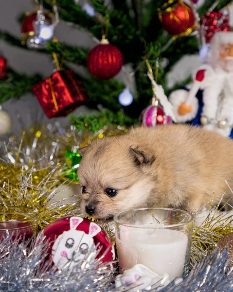 Noel çevresindeki şirin Pomeranian yavruları. Noel ağacının yakınındaki pomeranyalılar. Yakın plan fotoğraf. bir kartpostal ya da arkaplan olarak kullanılabilir