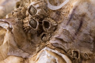 Mavi bir arkaplanda istiridye kabuğu boş makro fotoğraf