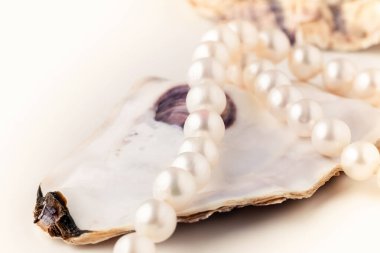 İncili bir kabuk hafif açık renkli, güzel bir inci kolye, bir kadın için bir süs, sevgilisine bir hediye.